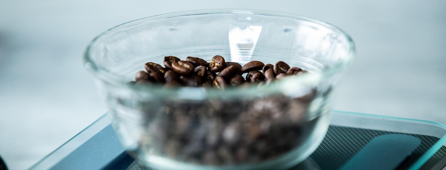 Harvesting Organic Coffee