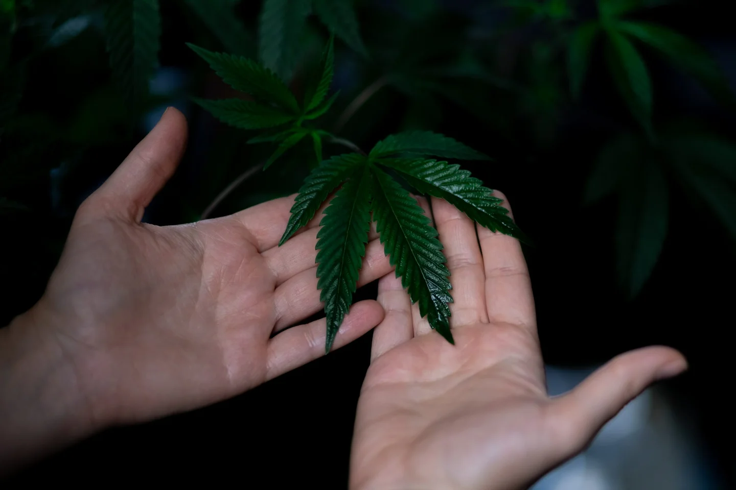 Buy Organic CBD flower from Exhale Wellness