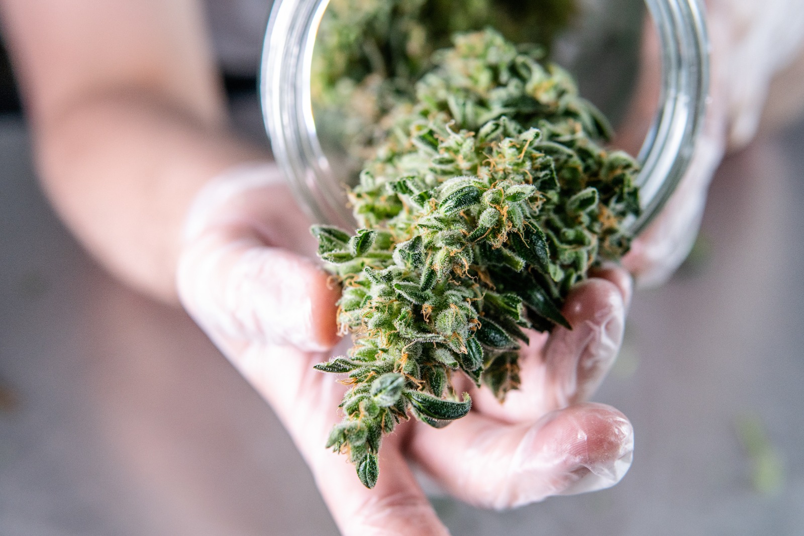 weed delivery mississauga