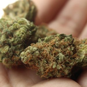 hash delivery toronto
