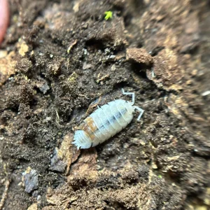 aquatic isopods