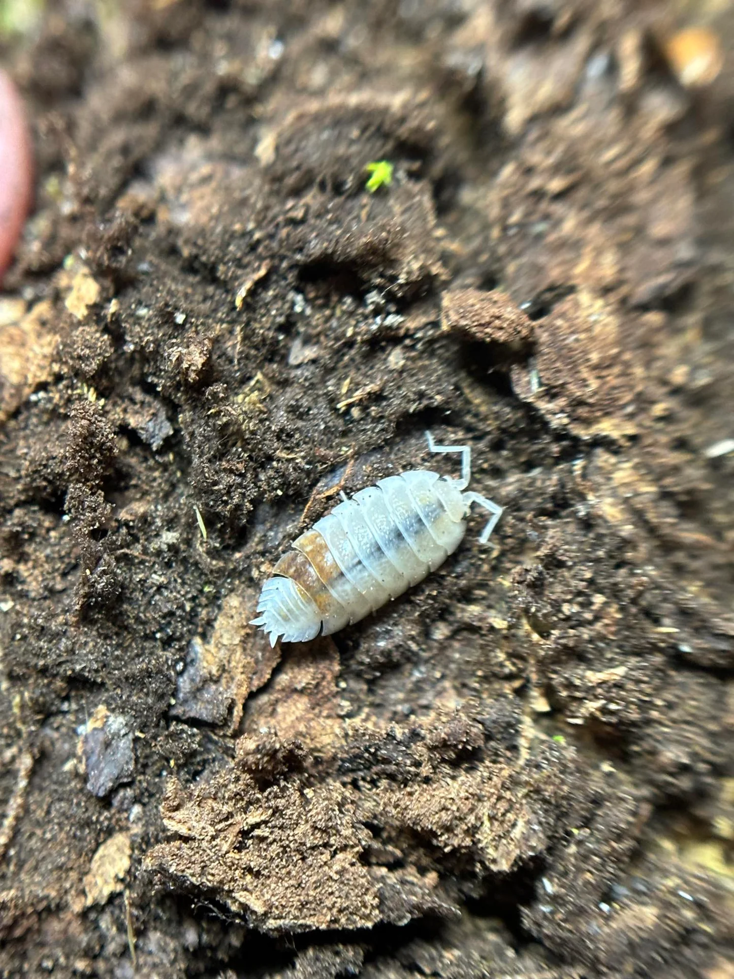 aquatic isopods